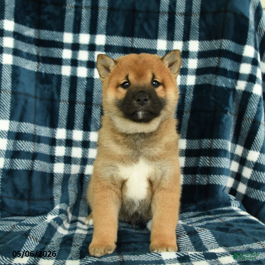 Shiba Inu dogs Samson - Ad 2
