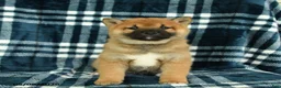 Shiba Inu dogs for sale: Samson - Ad 2