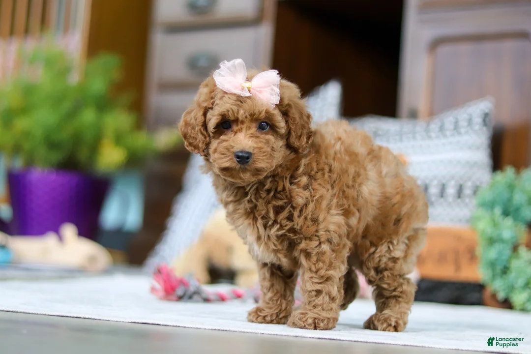 Miniature Poodle dogs for sale: Linda - Ad 4