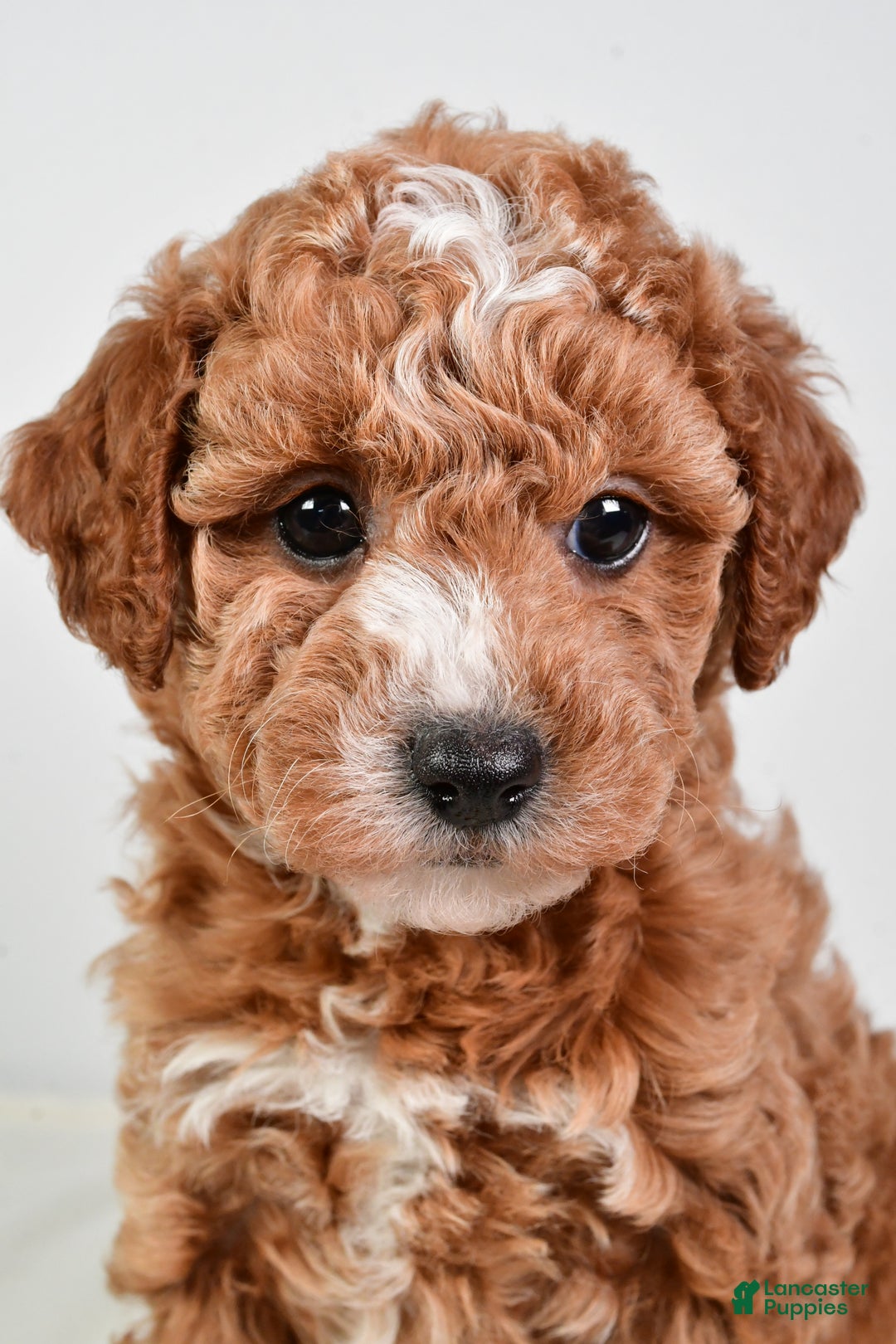 Mini Goldendoodle dogs for sale: Scott - Ad 12