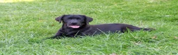 Labrador Retriever dogs for sale: Brooke - Ad 5
