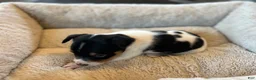 Rat Terrier dogs for sale: Old Dominion terrier Spark  - Ad 2