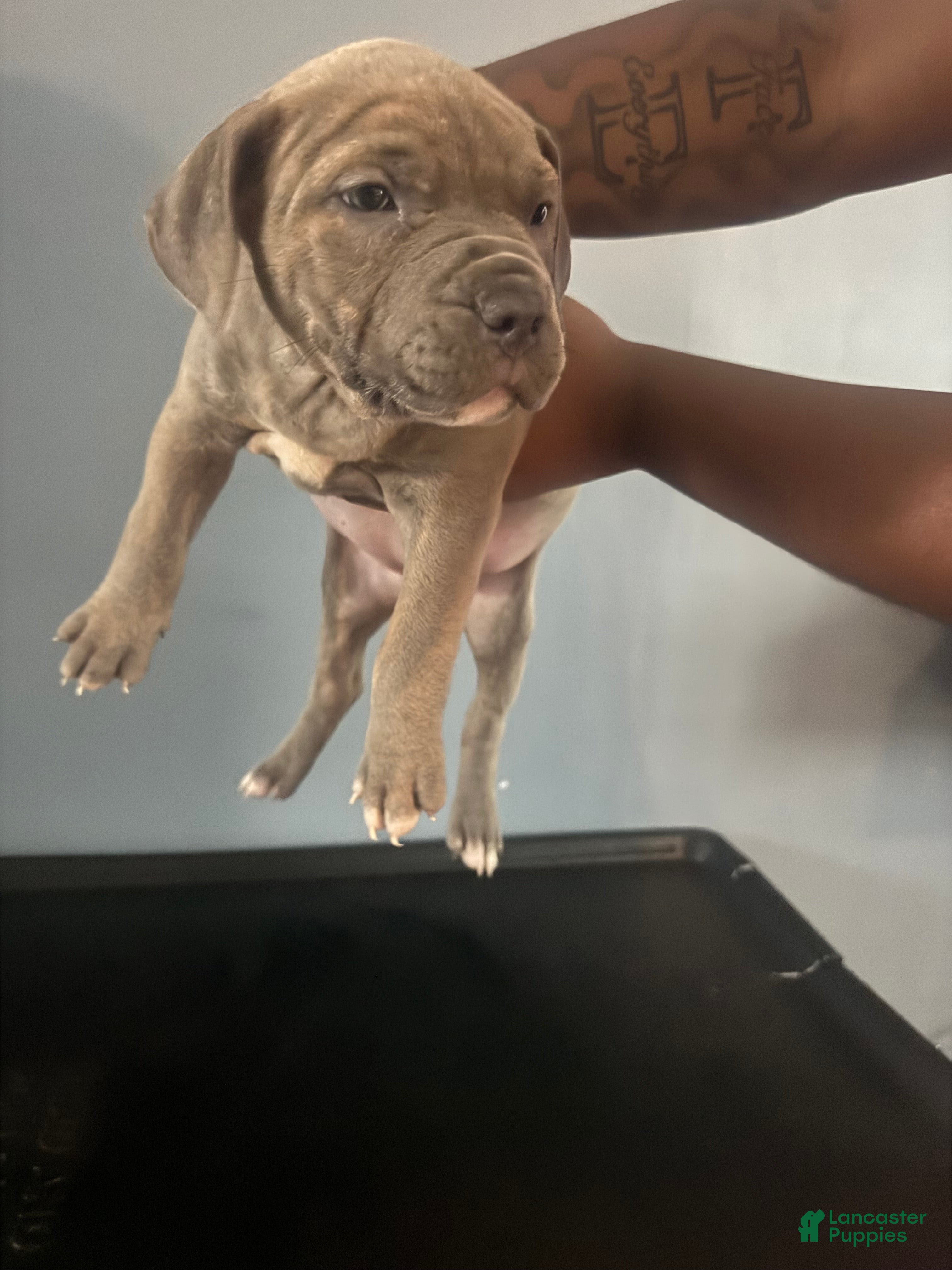 American Pit Bull Terrier dogs American Pit Bull Terrier 3 - Ad 27