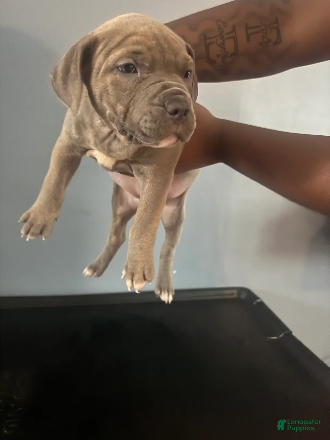 American Pit Bull Terrier dogs for sale: American Pit Bull Terrier 3 - Ad 1