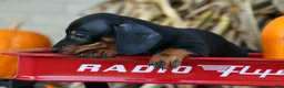 Miniature Dachshund dogs for sale: Zeke🐾 - Ad 13