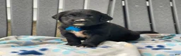 Mixed Breed dogs for sale: Clover - Ad 4