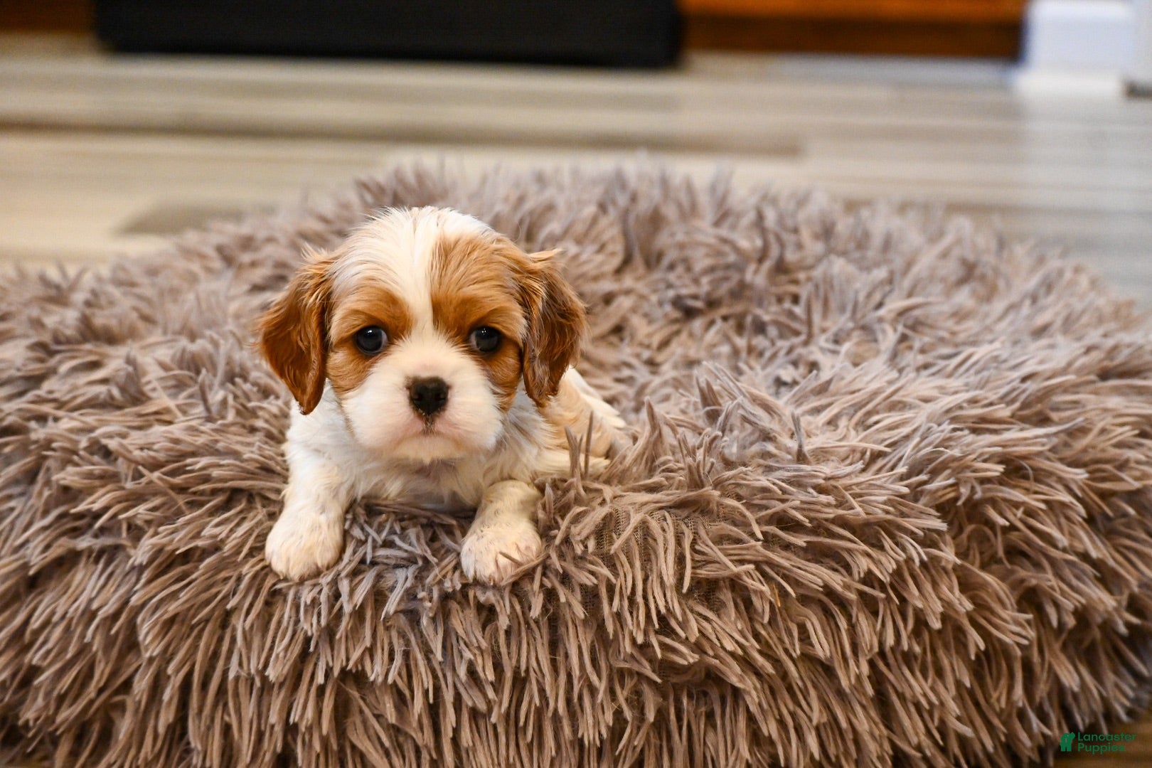 Cavalier King Charles Spaniel dogs Alvin - Ad 1
