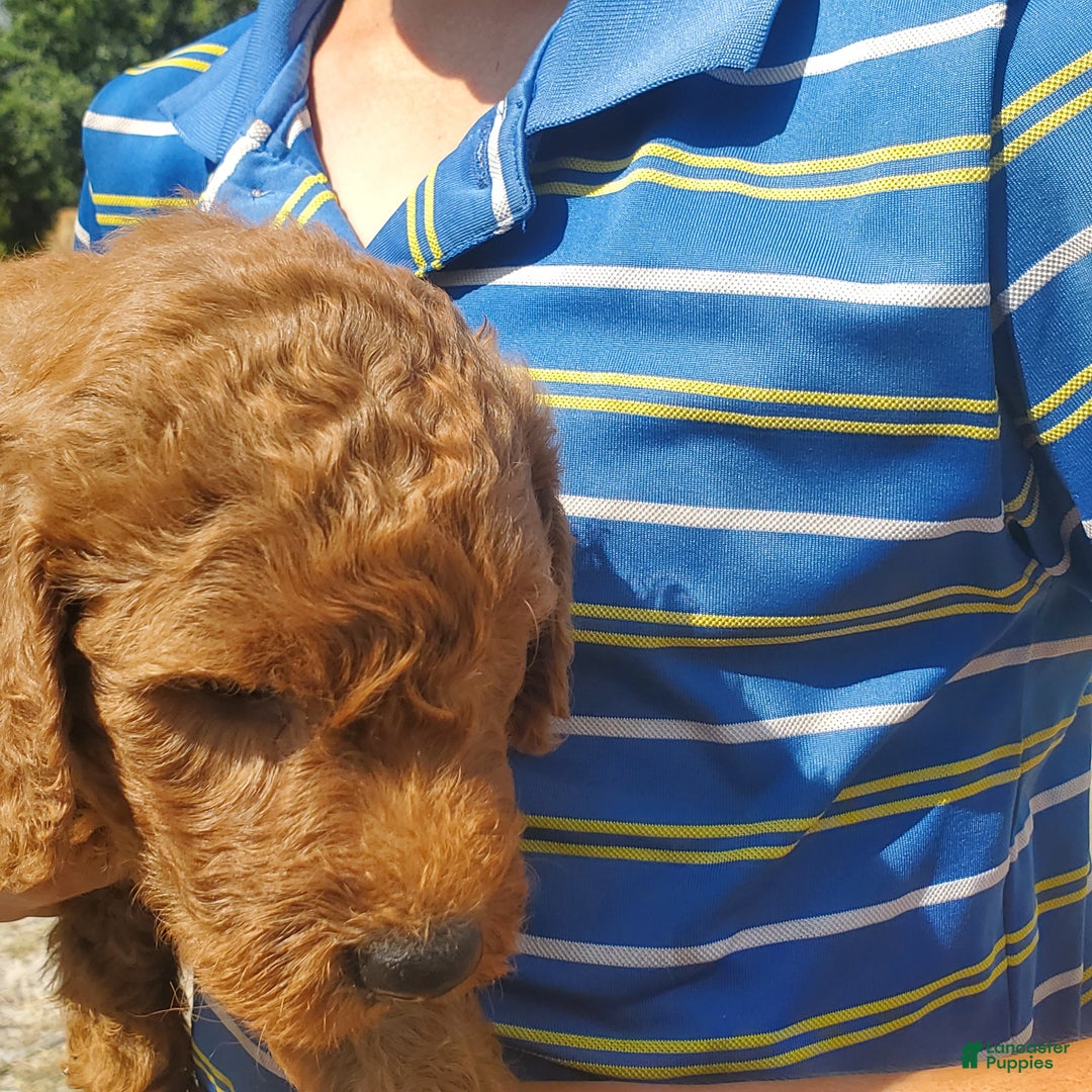 Goldendoodle dogs for sale: Teddy - Ad 3