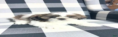 Shih Tzu Puppy 5