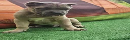 Cane Corso dogs for sale: ZEUS - Ad 1