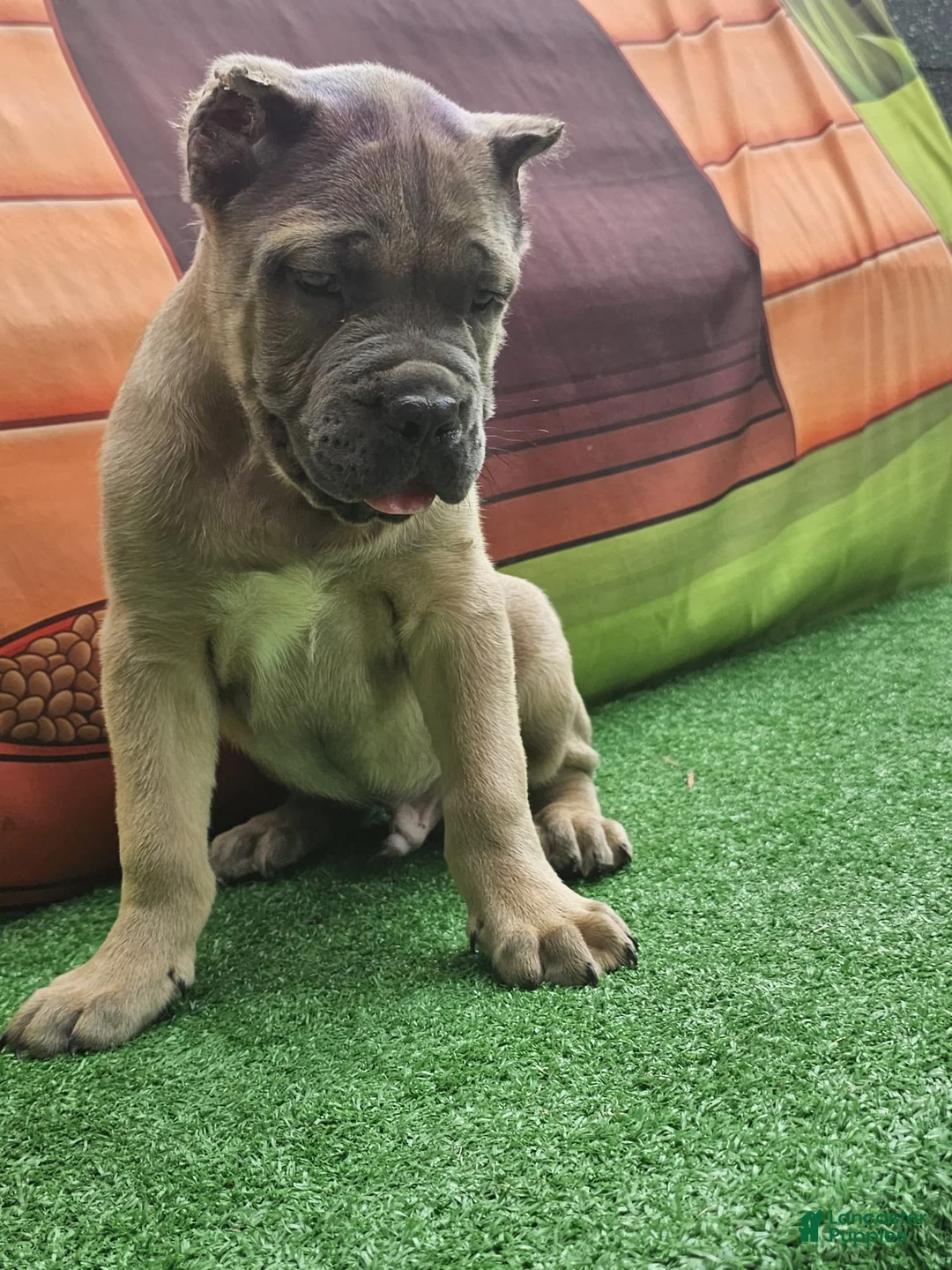 Cane Corso dogs for sale: ZEUS - Ad 1