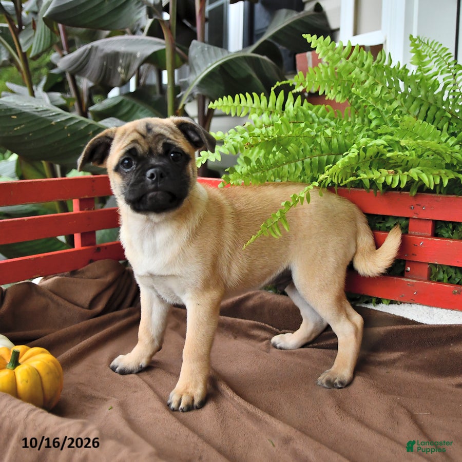 Mixed Breed dogs Sunflower - Ad 2