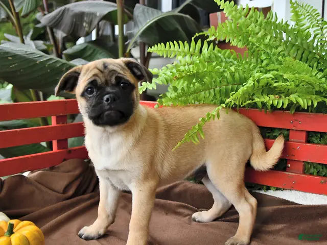 Mixed Breed dogs Sunflower - Ad 2