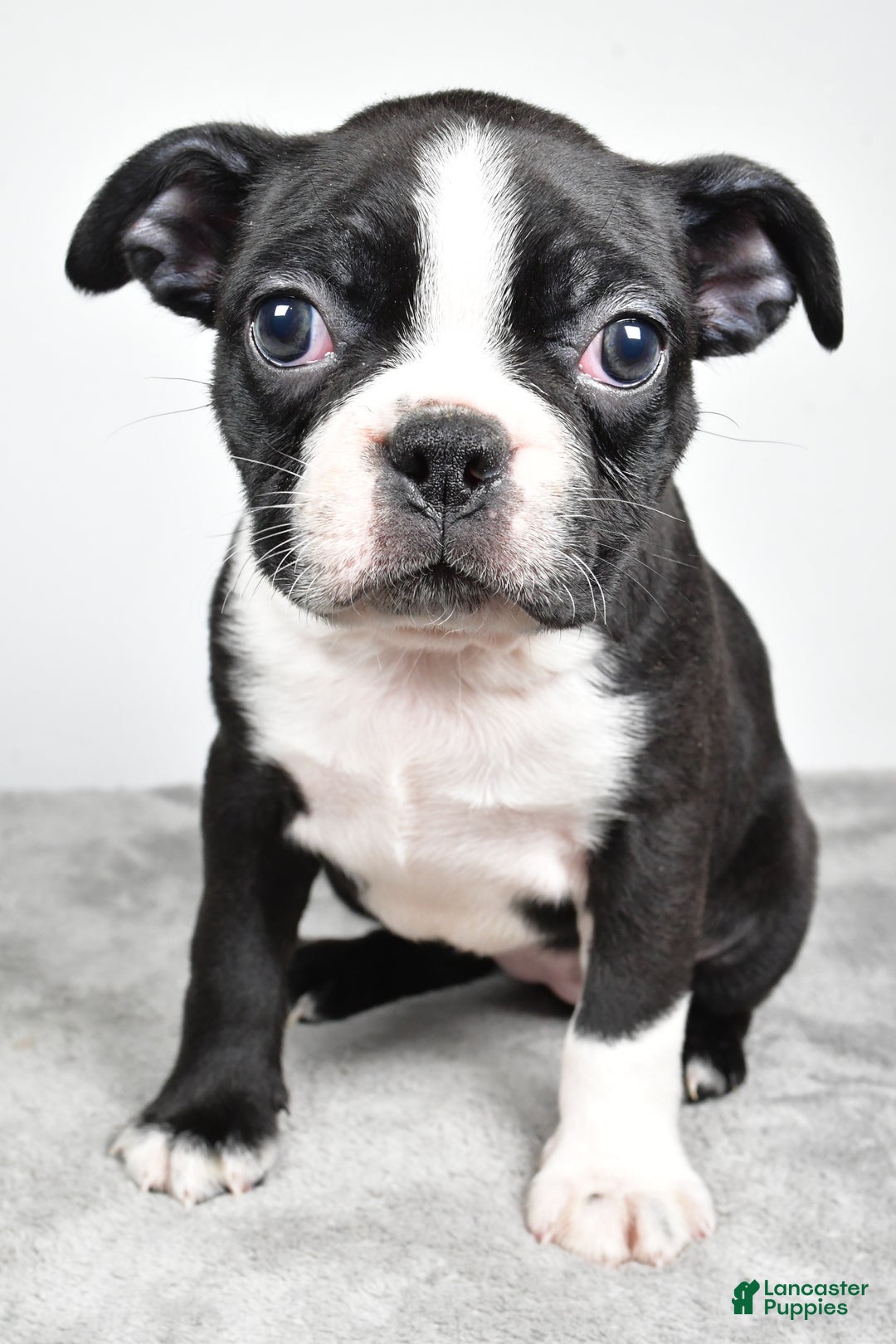 Boston Terrier dogs for sale: Molly - Ad 2
