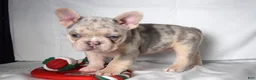 French Bulldog dogs for sale: Tallulla - Ad 16