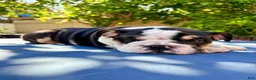 English Bulldog dogs for sale: Lucy/mini bulldog - Ad 5