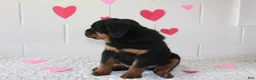 Rottweiler dogs for sale: Chloe - Ad 7