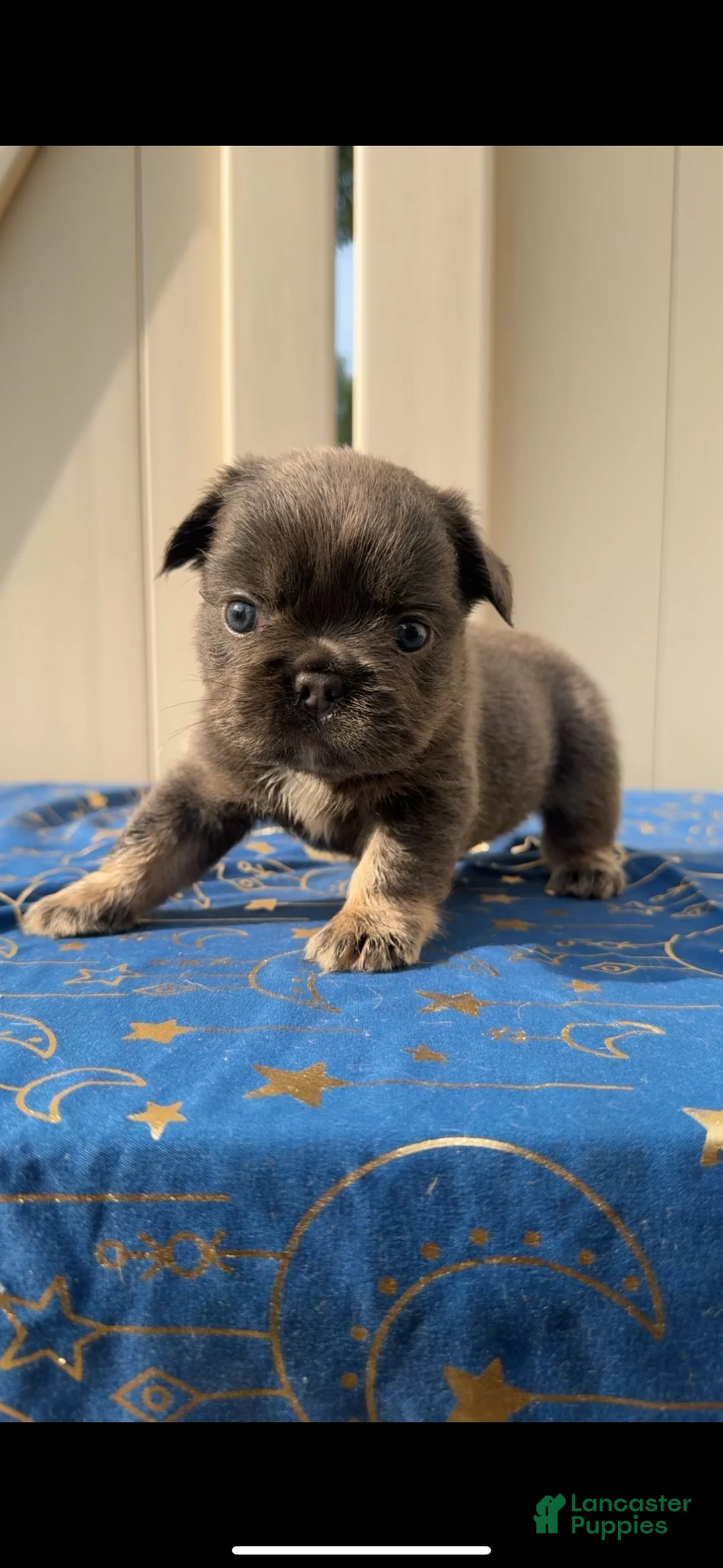 French Bulldog dogs for sale: Blue Fluffy Girl - Ad 4