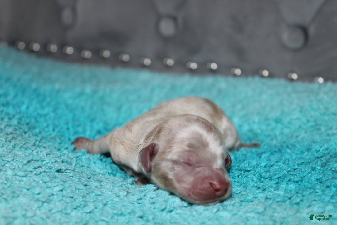 Miniature Dachshund dogs for sale: Duke Mini - Ad 7