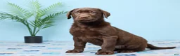 Labrador Retriever dogs for sale: Crystal - Ad 1