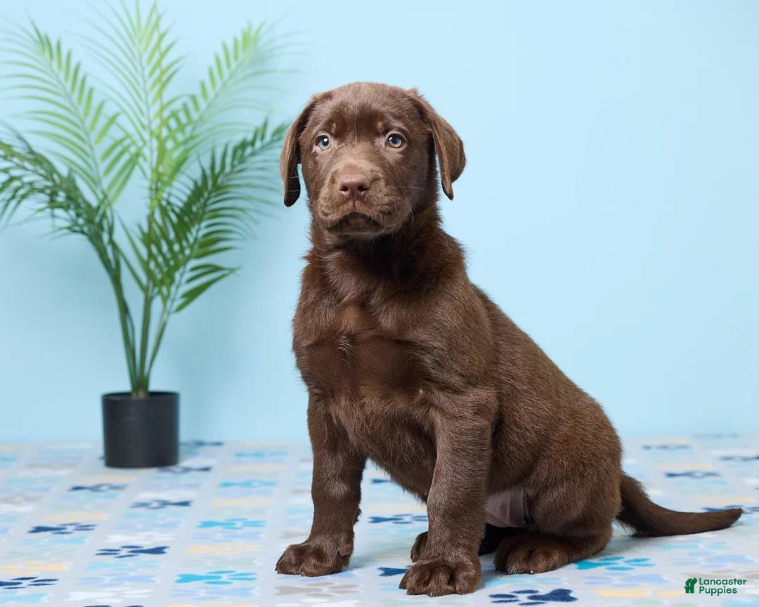 Labrador Retriever dogs for sale: Crystal - Ad 1