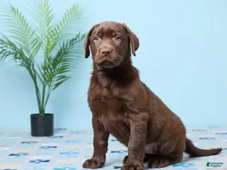 Labrador Retriever dogs for sale: Crystal - Ad 4