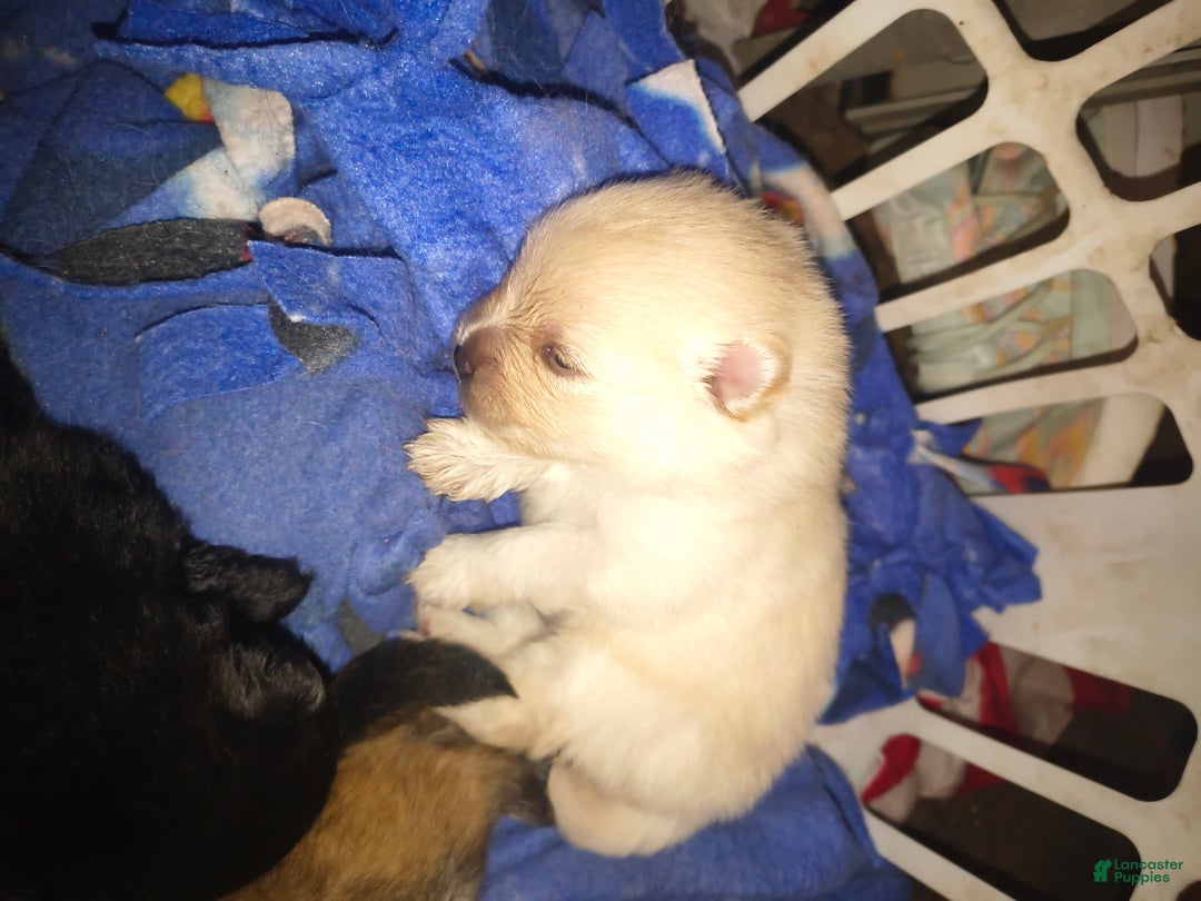 Gallery Image {{count}}