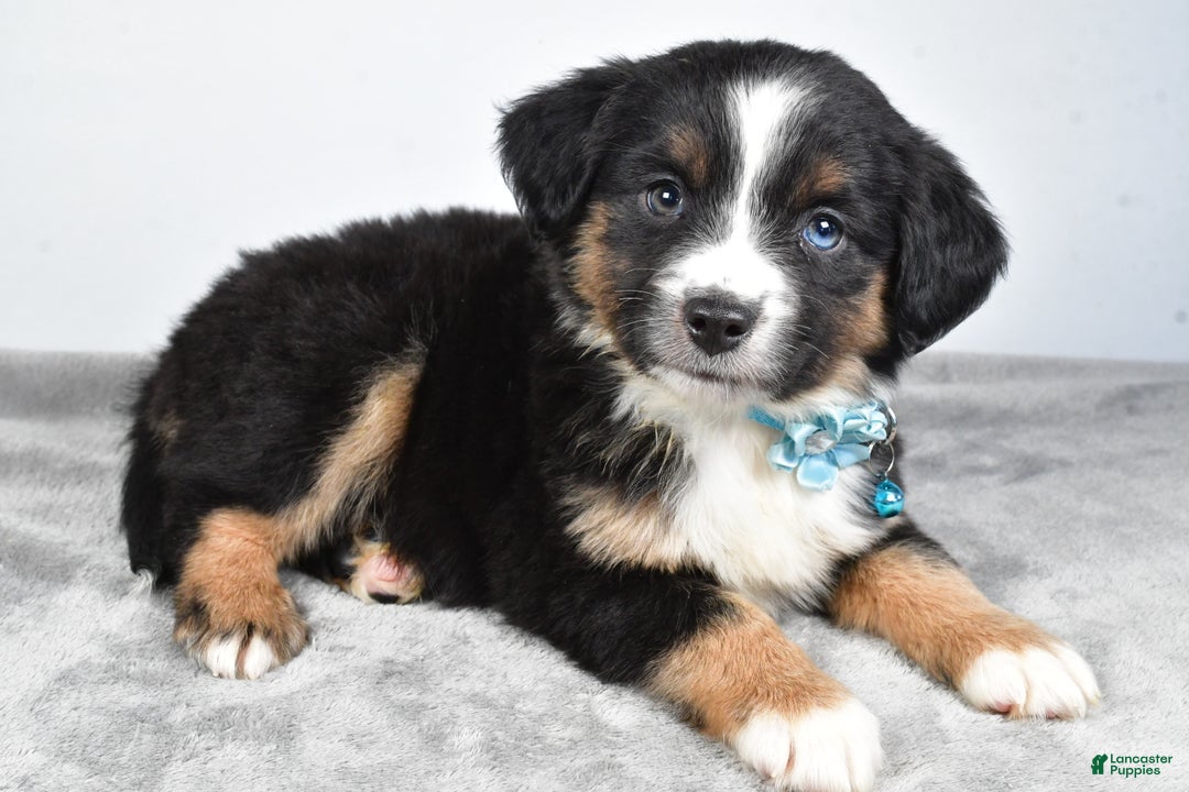Miniature Australian Shepherd dogs for sale: Rhoda - Ad 11