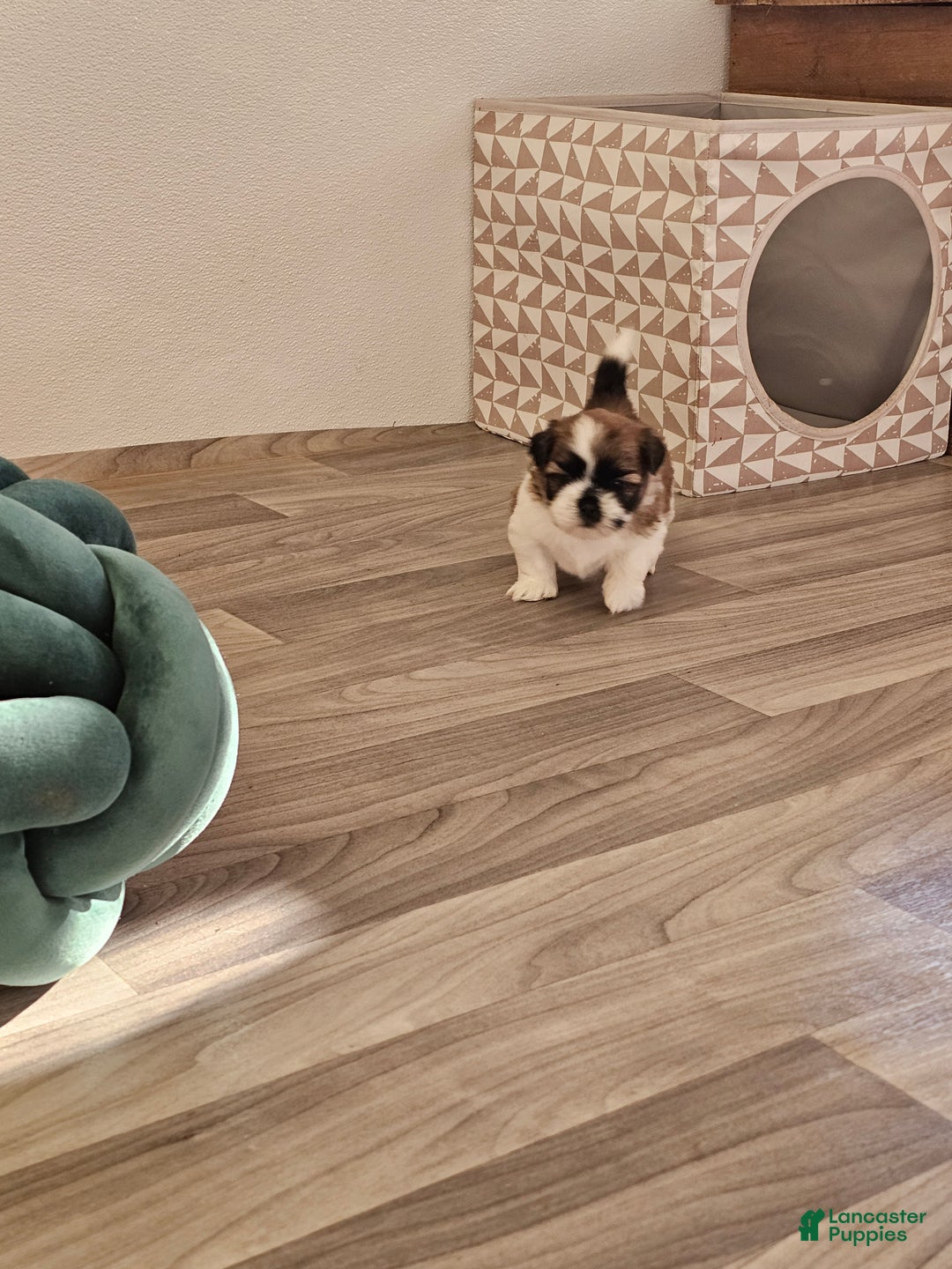 Shih Tzu dogs for sale: Nebo Ckc - Ad 10