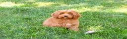 Cavapoo dogs for sale: Amore  - Ad 5