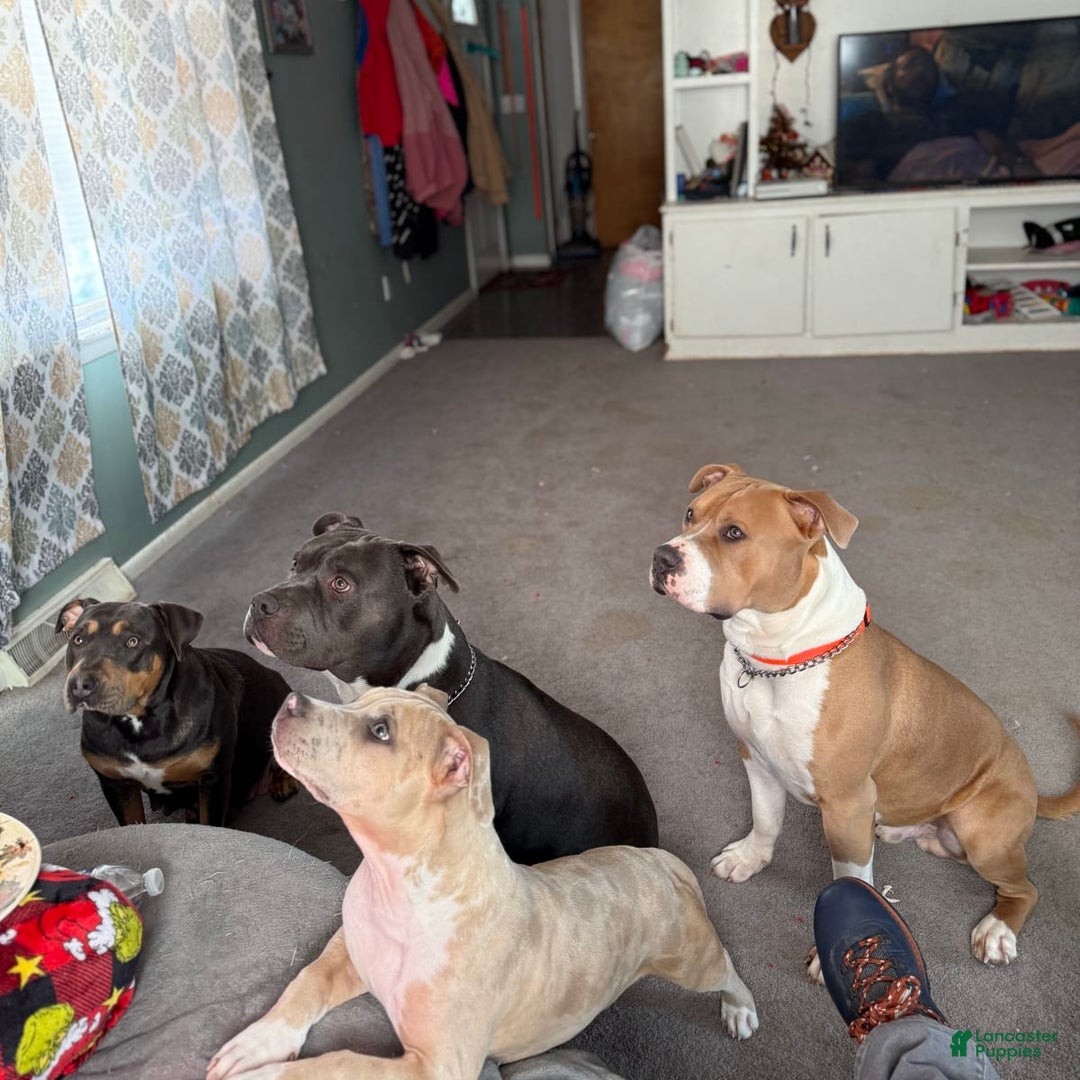 Gallery Image {{count}}