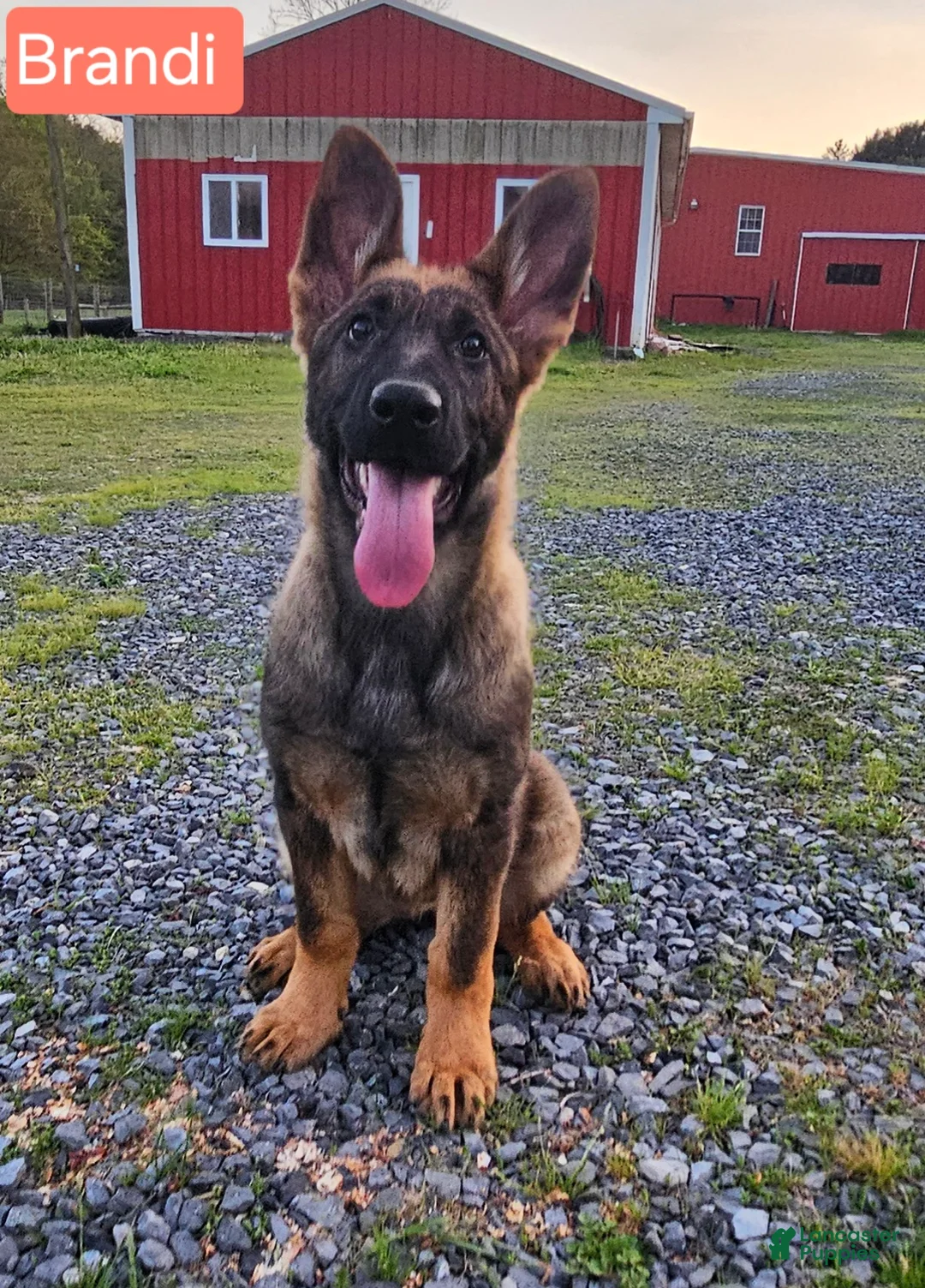 German Shepherd dogs for sale: Brandi  - Ad 1