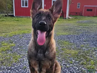 German Shepherd dogs Brandi - Ad 5