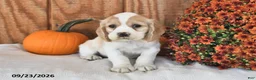 English Cocker Spaniel dogs for sale: Reston - Ad 2