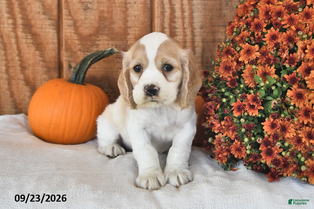 English Cocker Spaniel dogs for sale: Reston - Ad 2