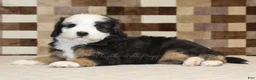 Mini Bernedoodle dogs for sale: Hanna - Ad 2