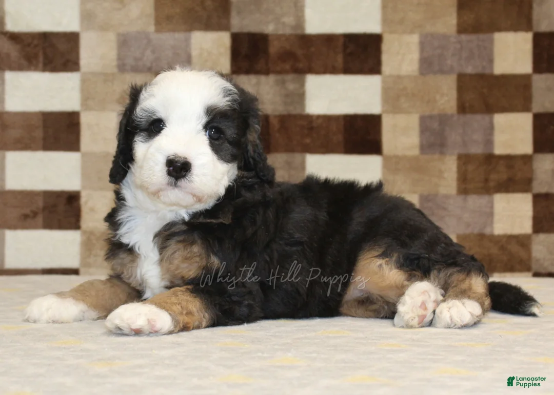 Mini Bernedoodle dogs for sale: Hanna - Ad 2