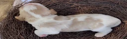 Mixed Breed dogs for sale: Maël - Ad 3