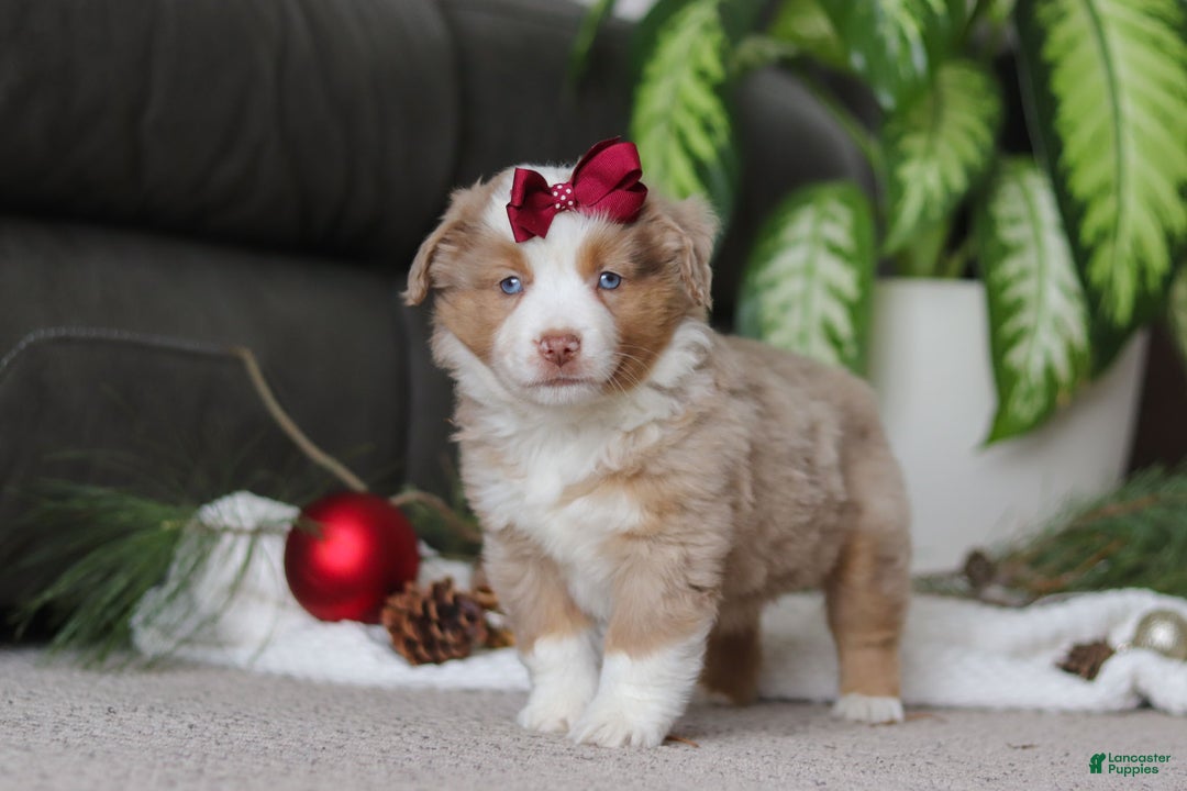 Miniature Australian Shepherd dogs for sale: Allie - Ad 1