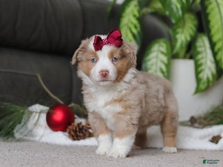 Miniature Australian Shepherd dogs Allie - Ad 5