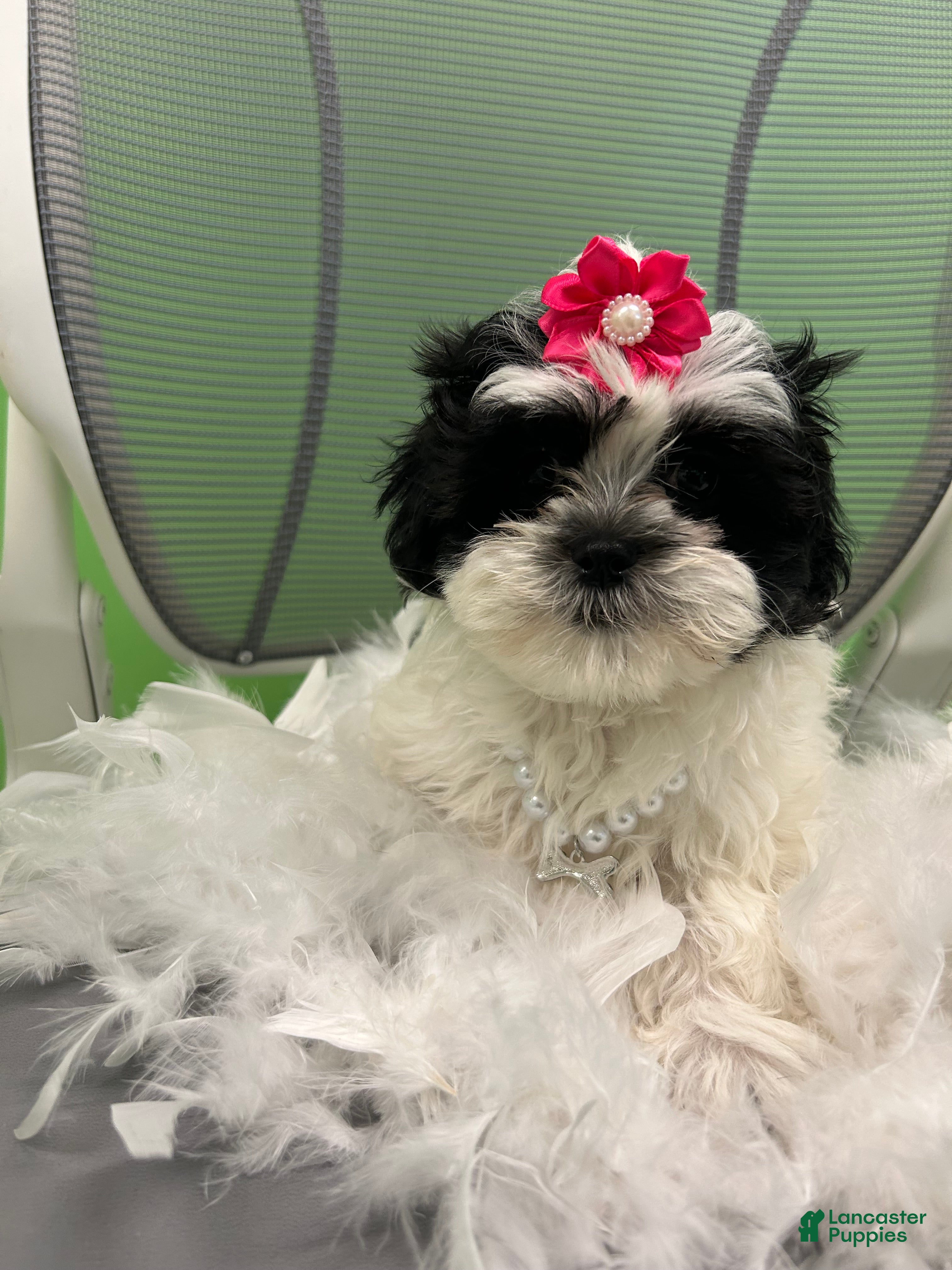 Malshi dogs Malshi Puppy 4 - Ad 5