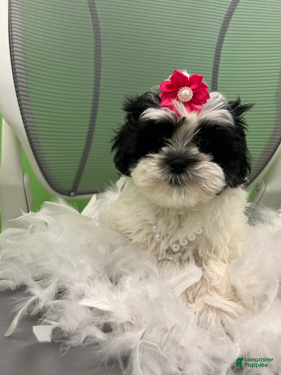 Malshi dogs for sale: Malshi Puppy 4 - Ad 1