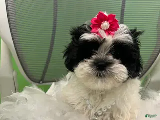 Malshi dogs Malshi Puppy 4 - Ad 5