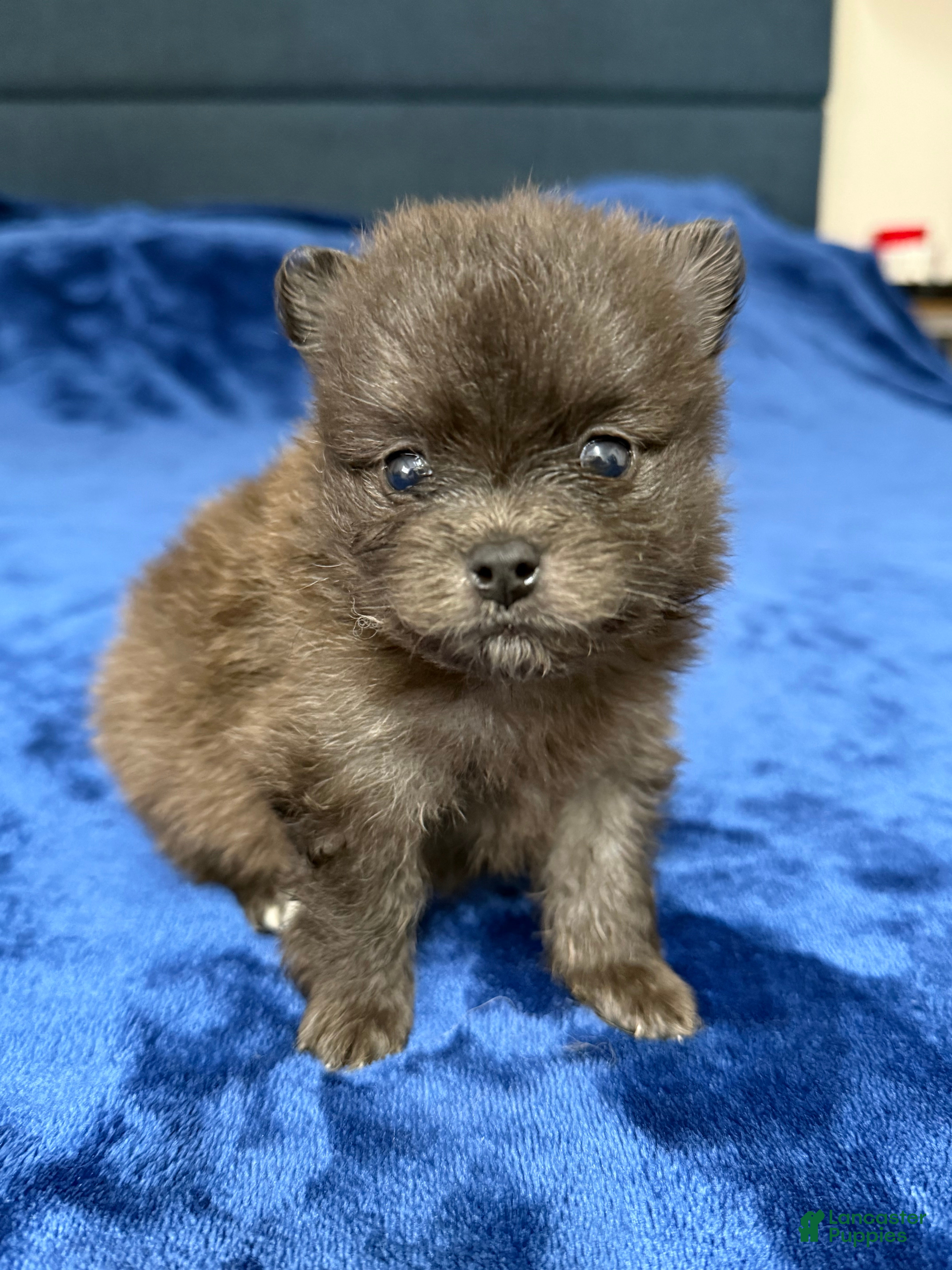 Pomeranian dogs Scooter - Ad 20