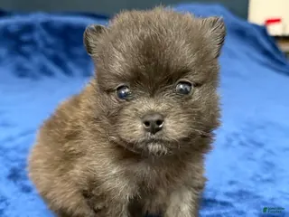 Pomeranian dogs Scooter - Ad 20