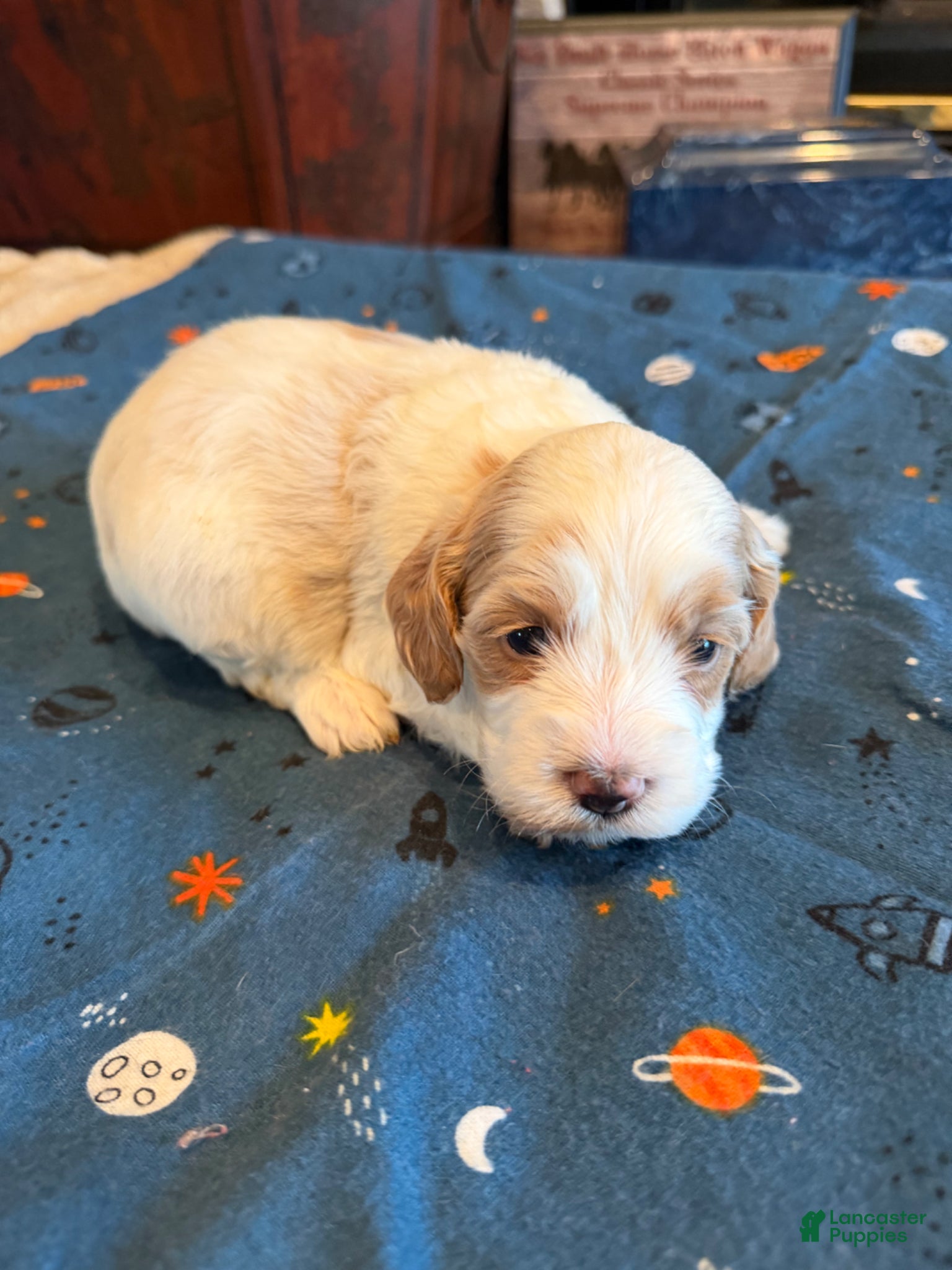 Cockapoo dogs Deja  - Ad 1