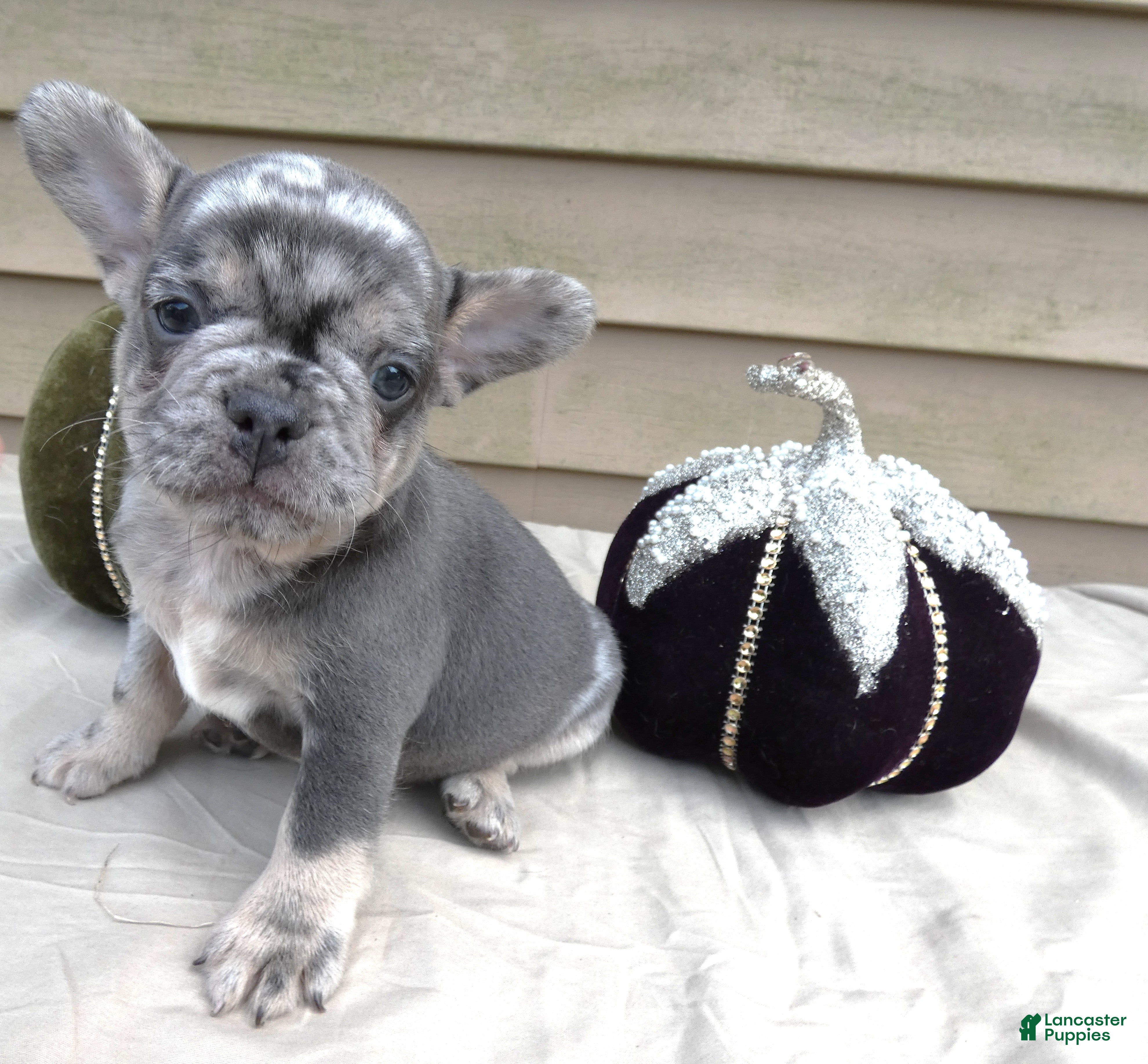 French Bulldog dogs French Bulldog 2 King - Ad 4