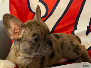 French Bulldog dogs - Ad 10