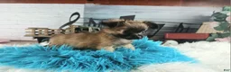Chihuahua dogs for sale: Micro teacup long hair chihuahua.  Hand Delivery  - Ad 12