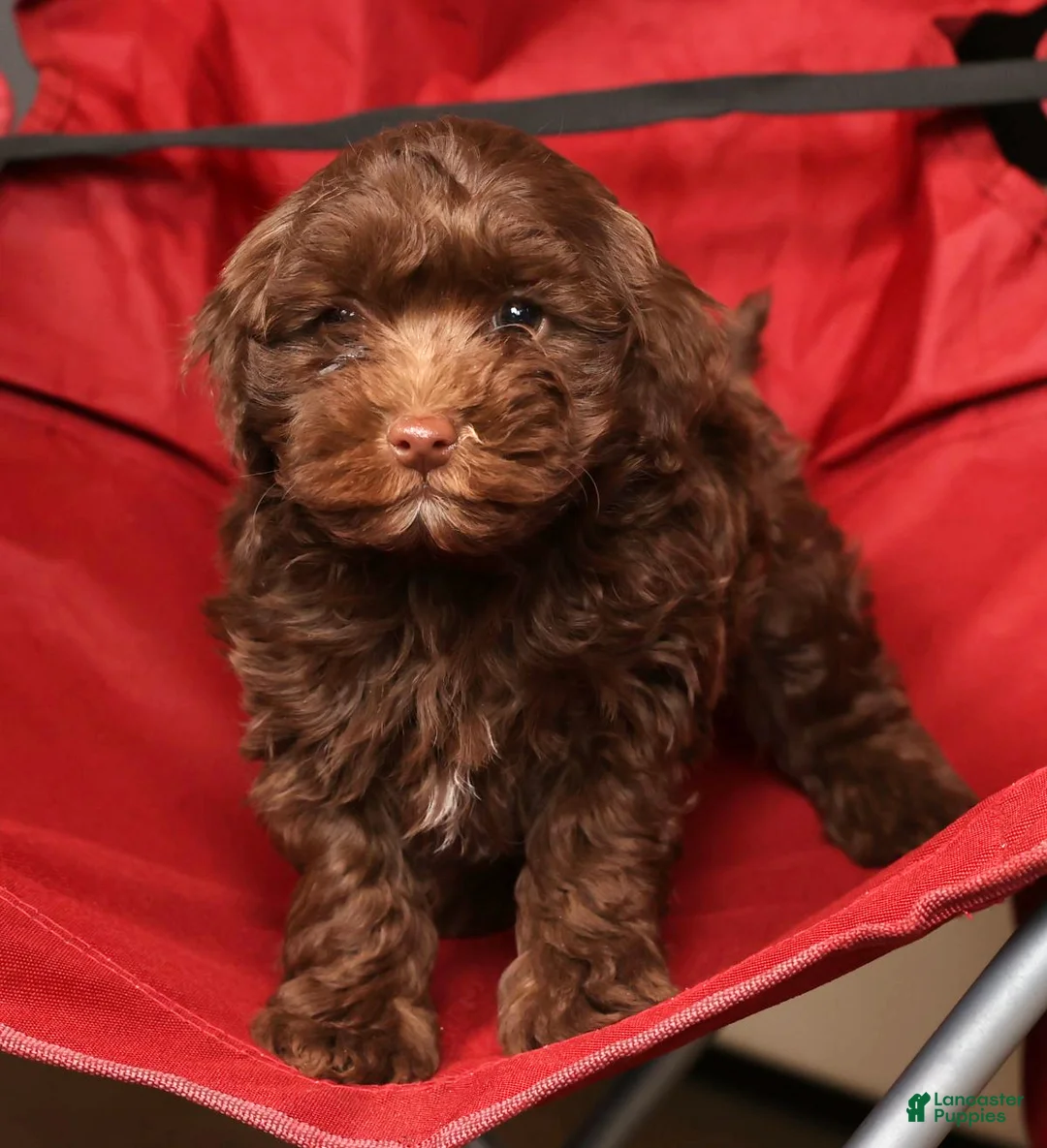 Havapoo dogs for sale: Dozer - Ad 7